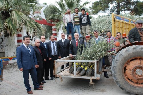 İl Özel İdaresinden Didim’e 32 Bin Zeytin Fidanı
