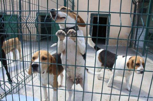 İnegöl Belediyesi Hayvan Dostu