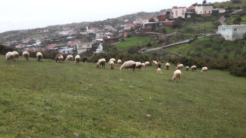 Kartpostallık bahar manzaraları