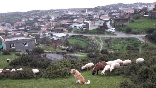 Kartpostallık bahar manzaraları