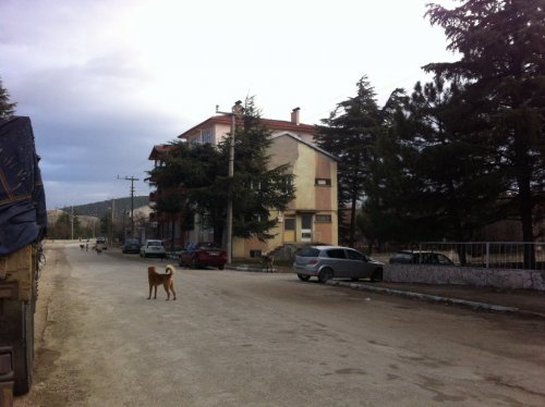 Keçiborlu’da Köpek Katliamı İddiası