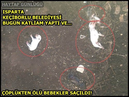 Keçiborlu’da Köpek Katliamı İddiası