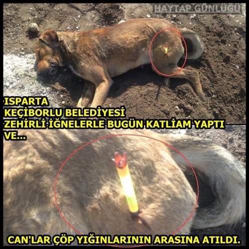 Keçiborlu’da Köpek Katliamı İddiası