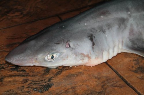 Köpek Balığını Yaşatabilmek İçin Her Şeyi Yaptı