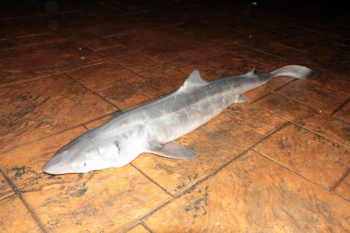 Köpek Balığını Yaşatabilmek İçin Her Şeyi Yaptı