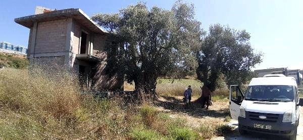 kusadasi-nda-1500-yillik-zeytin-agacinin-yani-13527122_o.jpg