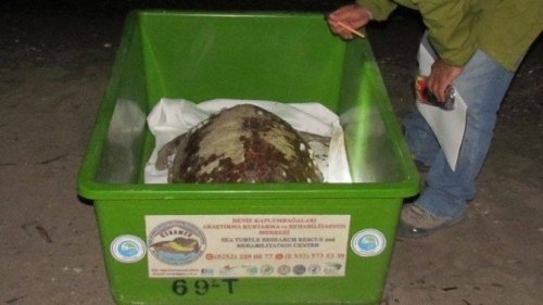 Kuşadası’nda Bir Ölü Caretta Caretta Bulundu