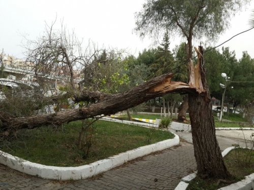 Kuşadası’nda fırtına yüzünden ağaçlar devrildi