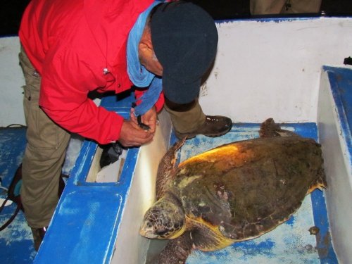 Kuşadası’nda Yaralı Caretta Caretta Kurtarıldı