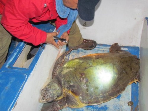 Kuşadası’nda Yaralı Caretta Caretta Kurtarıldı