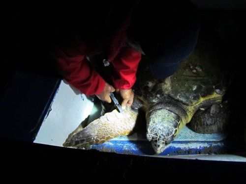 Kuşadası’nda Yaralı Caretta Caretta Kurtarıldı