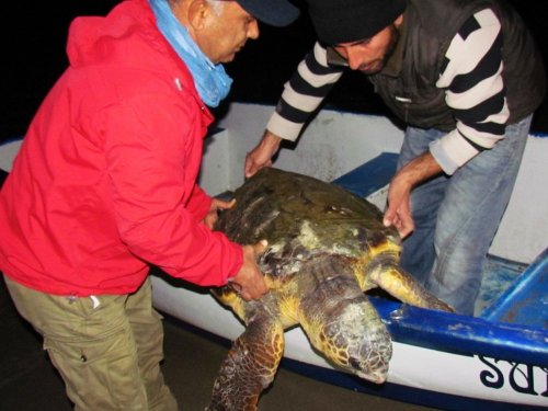 Kuşadası’nda Yaralı Caretta Caretta Kurtarıldı