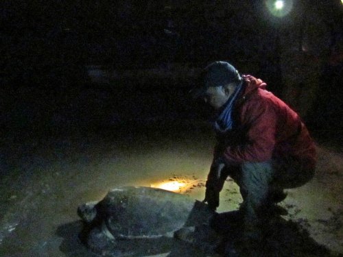 Kuşadası’nda Yaralı Caretta Caretta Kurtarıldı