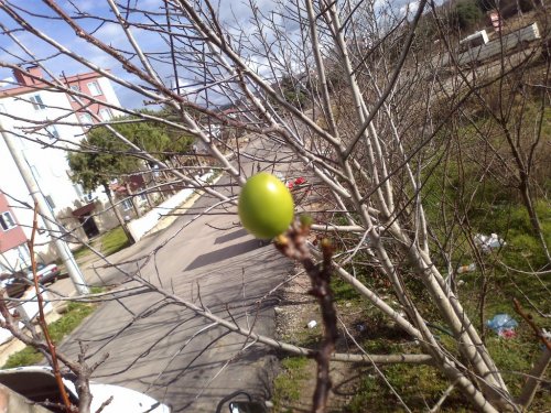 Lapseki’de Erik Ağaçları Meyve Verdi