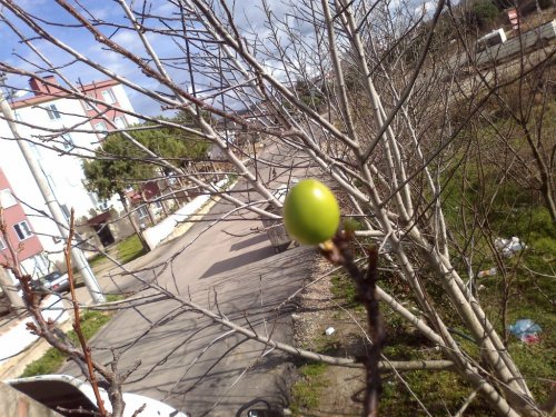 Lapseki’de Erik Ağaçları Meyve Verdi