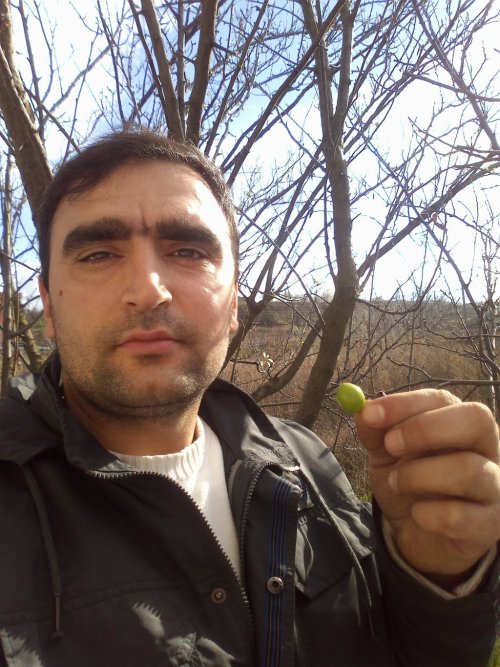 Lapseki’de Erik Ağaçları Meyve Verdi