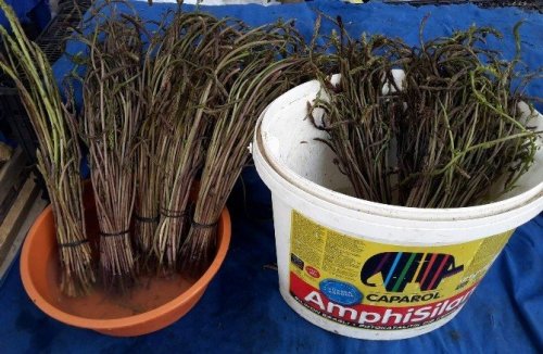 Mevsimi geçmeden deneyin; kuşkonmaz