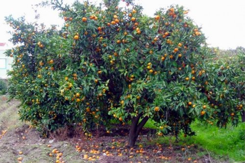 Meyve sineği mücadelesi başladı