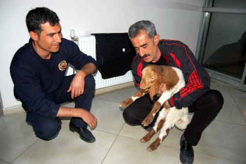 Minik Kuzu İtfaiyenin Maskotu Oldu