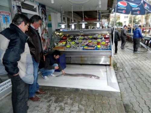 Mudanyalı Balıkçılar 40 Yıl Sonra Yılan Balığı Yakaladı