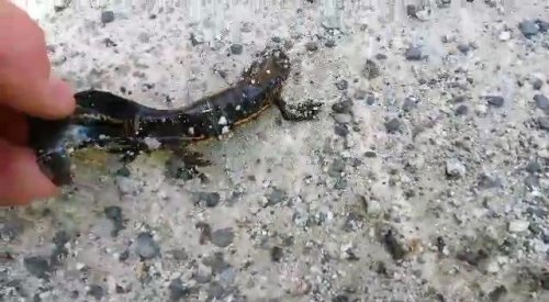 Nesli Tükenen Kertenkele Türüne Rize’de Rastlandı