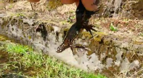 Nesli Tükenen Kertenkele Türüne Rize’de Rastlandı