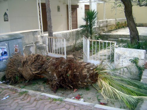 Palmiye Ölümleri Devam Ediyor