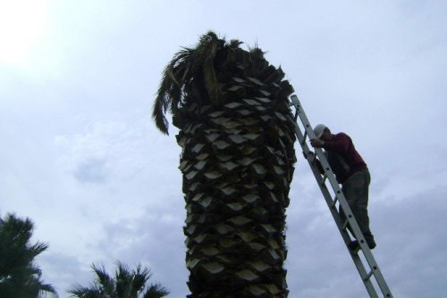 Palmiye ölümlerin önüne geçilmiyor