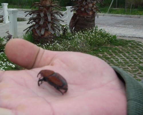 Palmiye ölümlerin önüne geçilmiyor