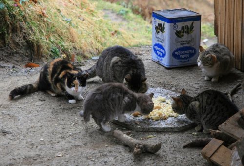 Rizeli Eltilerin Kedi Sevgisi