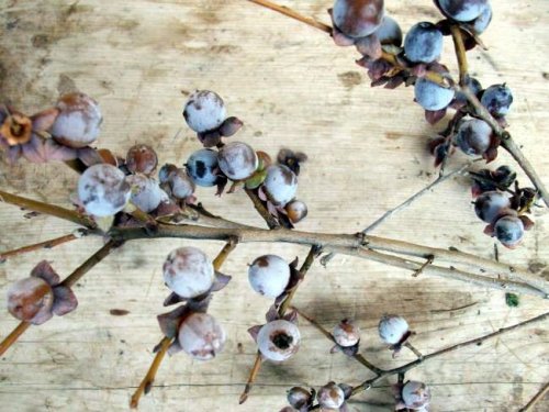 Sindirim Sorunu Bulunanlar Bu Meyveden Uzak Durmalı