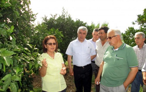 Söke’de Turunçgil Çiftçi Tarla Okulu Açıldı