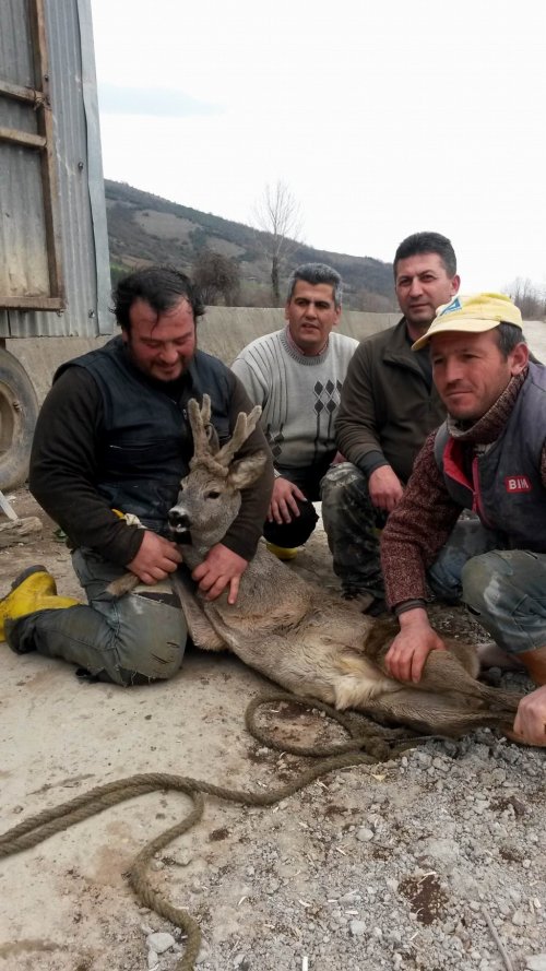 Sulama Kanalına Düşen Karaca Kurtarıldı