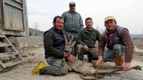 Sulama Kanalına Düşen Karaca Kurtarıldı