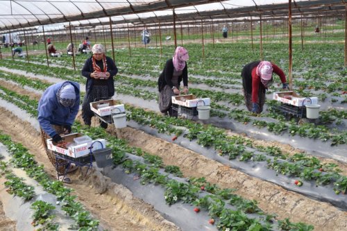 Sultanhisarlı Üreticiler Silifke Çileğini İnceledi