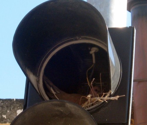 Trafik Işıklarında Kumru Yuvası