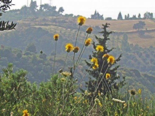 Tüllüşah’lar için koruma çalışmaları başlatıldı