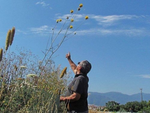 Tüllüşah’lar için koruma çalışmaları başlatıldı