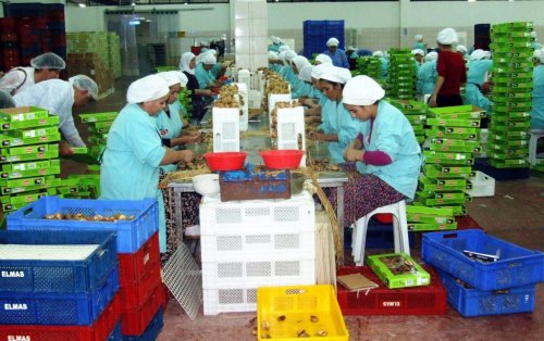 Türk Tarımı 2013’te Cumhuriyet Tarihinin Rekorlarını Kırdı