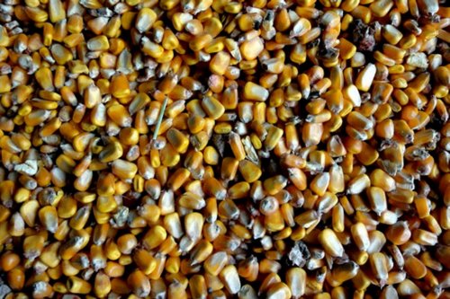 Türk Tarımı 2013’te Cumhuriyet Tarihinin Rekorlarını Kırdı