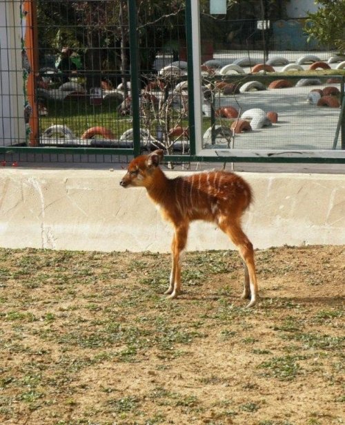 Türkiye'nin İlk Sitatunga Yavrusu Dünyaya Geldi