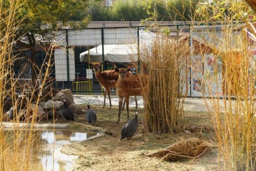 Türkiye'nin İlk Sitatunga Yavrusu Dünyaya Geldi