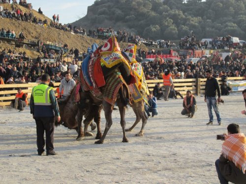 Urgancılar, kini tutan develeri ayıramadı