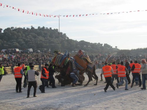 Urgancılar, kini tutan develeri ayıramadı