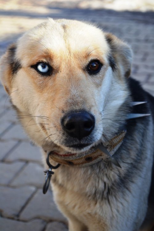Van Kedisi Görünümlü Köpek