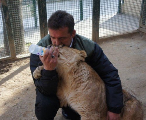 Yavru Aslanı Evinde Besledi