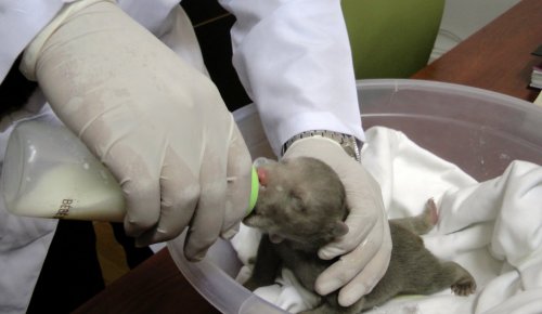 Yavru Ayıya Özel Bakım