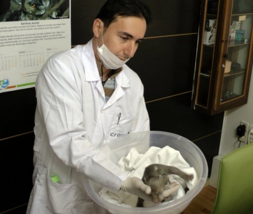 Yavru Ayıya Özel Bakım