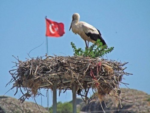 Yaz göçmenlerinin öncü leylekleri geldi