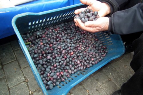Zeytin Ağaçları Kuruma Tehdidi Altında